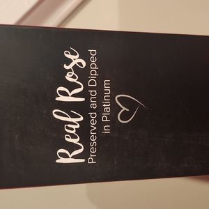 Steven Singer Real Pink Rose Preserved and Dipped in Platinum